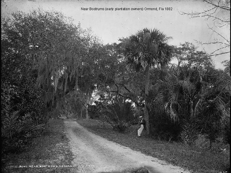 Near Bostrums (early plantation owners) Ormond, Fla 1882 