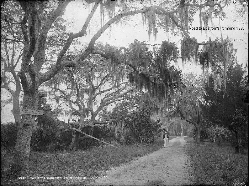 Road to Bostrom's, Ormond 1882 