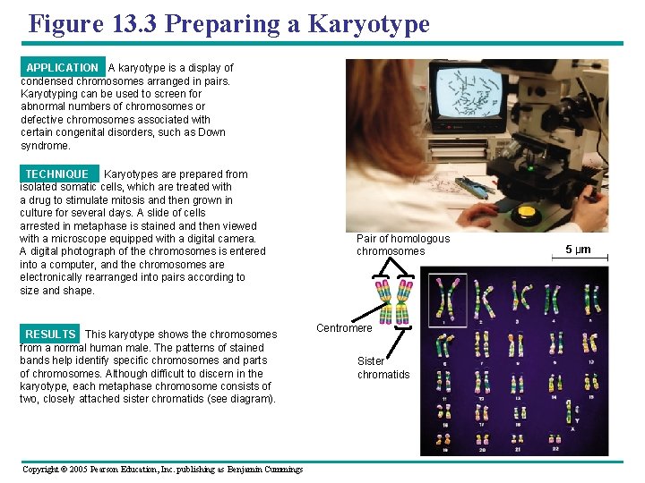 Figure 13. 3 Preparing a Karyotype APPLICATION A karyotype is a display of condensed