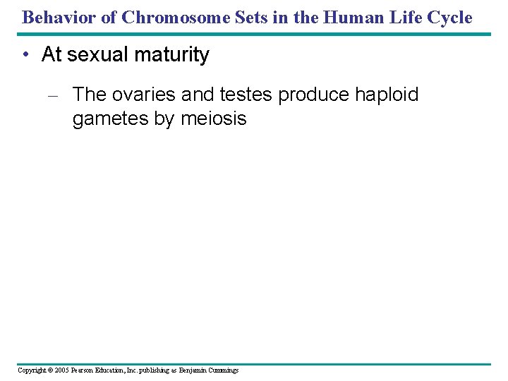 Behavior of Chromosome Sets in the Human Life Cycle • At sexual maturity –