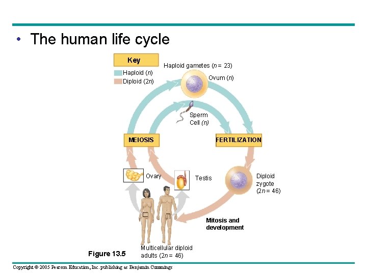  • The human life cycle Key Haploid gametes (n = 23) Haploid (n)