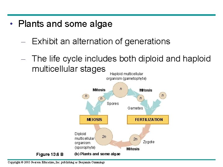  • Plants and some algae – Exhibit an alternation of generations – The