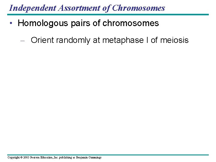 Independent Assortment of Chromosomes • Homologous pairs of chromosomes – Orient randomly at metaphase