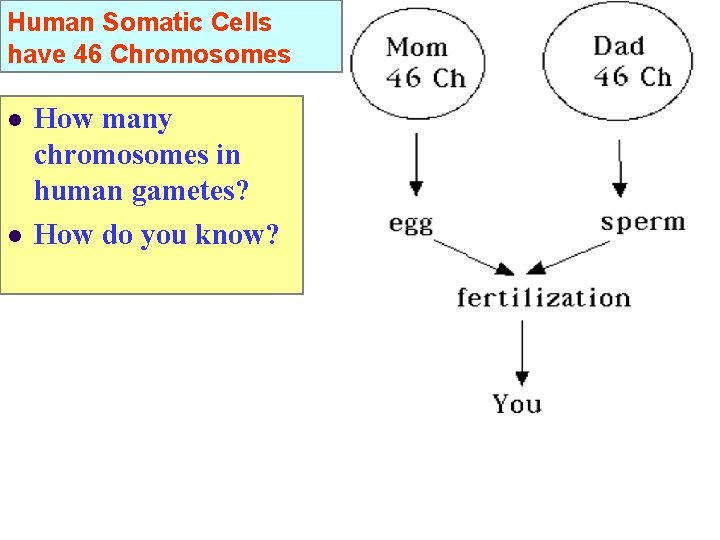 Human Somatic Cells have 46 Chromosomes l l How many chromosomes in human gametes?
