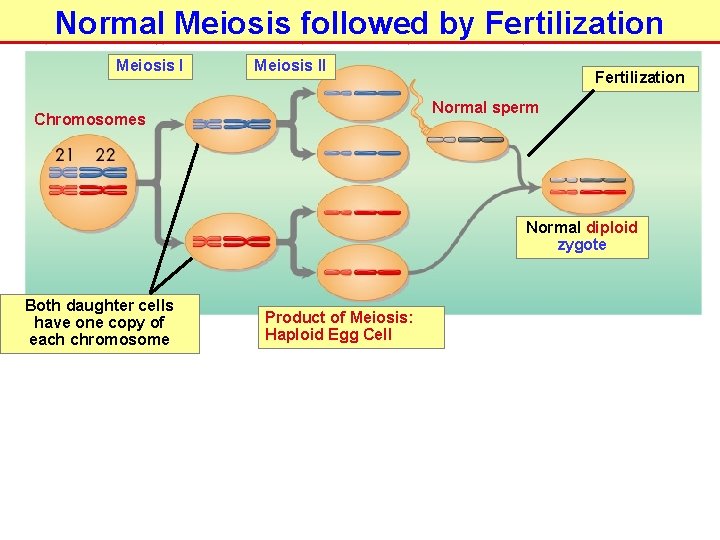 Normal Meiosis followed by Fertilization Meiosis II Fertilization Normal sperm Chromosomes Normal diploid zygote