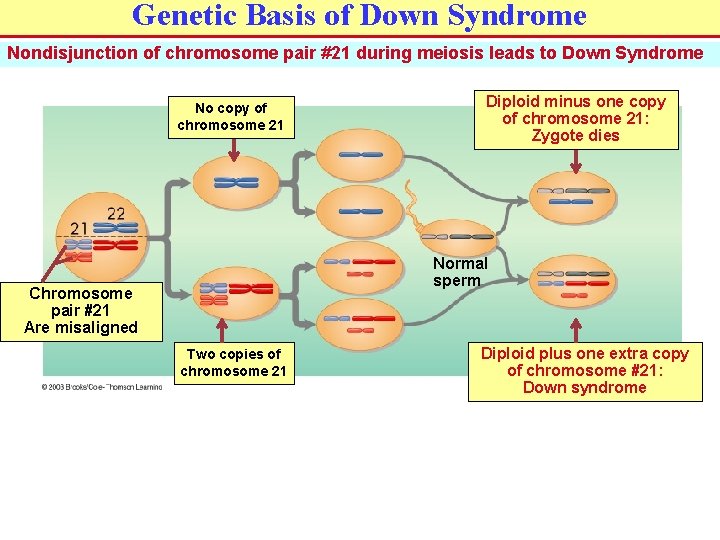 Genetic Basis of Down Syndrome Nondisjunction of chromosome pair #21 during meiosis leads to