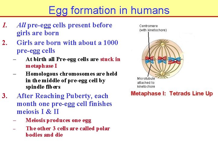 Egg formation in humans 1. All pre-egg cells present before girls are born Girls
