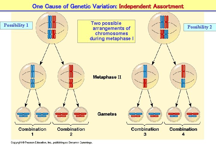 One Cause of Genetic Variation: Independent Assortment Possibility 1 Two possible arrangements of chromosomes