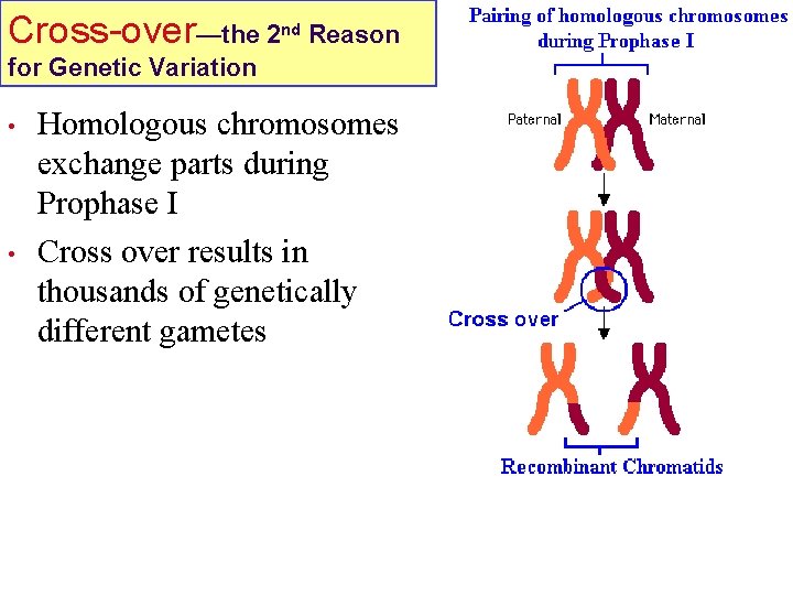 Cross-over—the 2 nd Reason for Genetic Variation • • Homologous chromosomes exchange parts during