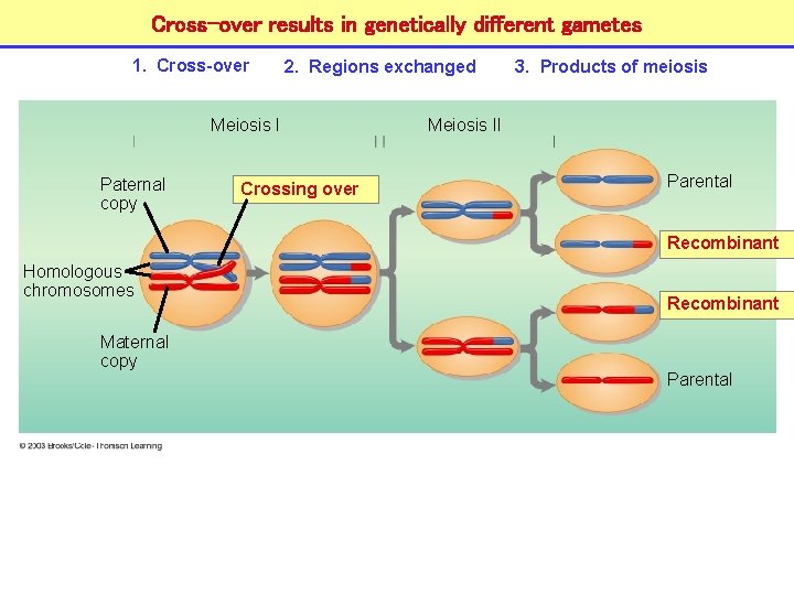 Cross-over results in genetically different gametes 1. Cross-over 2. Regions exchanged Meiosis I Paternal