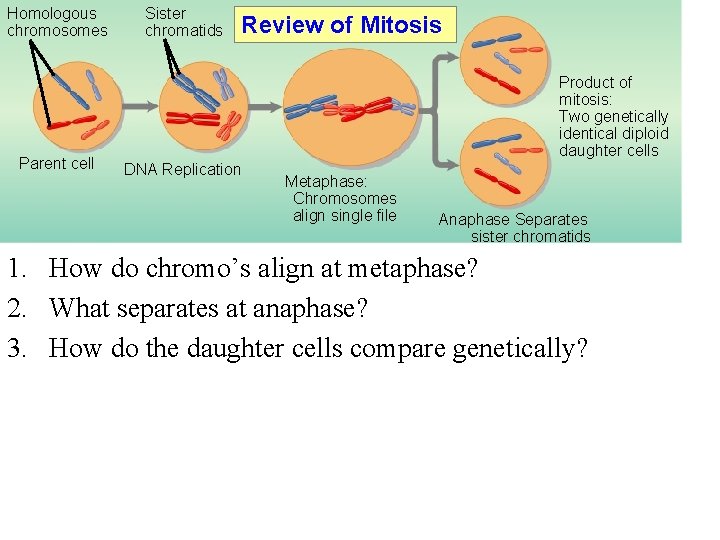 Homologous chromosomes Parent cell Sister chromatids Review of Mitosis Product of mitosis: Two genetically