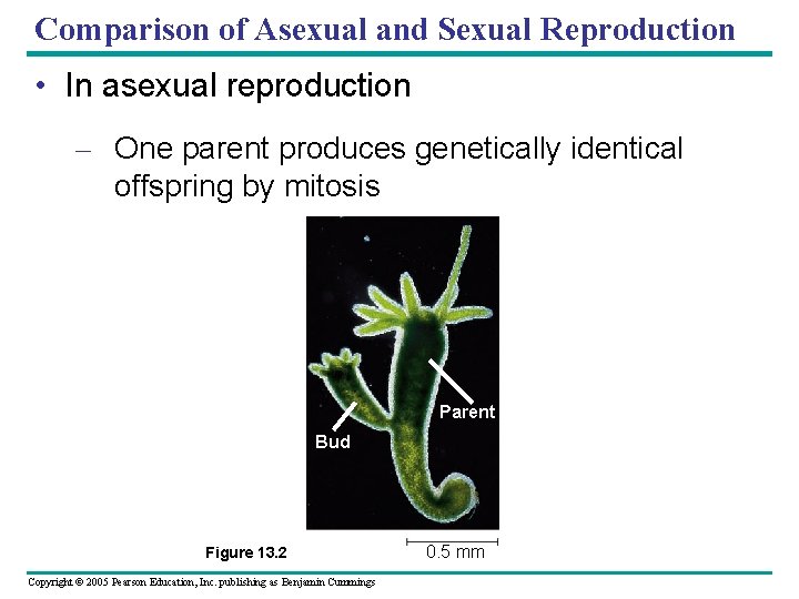 Comparison of Asexual and Sexual Reproduction • In asexual reproduction – One parent produces