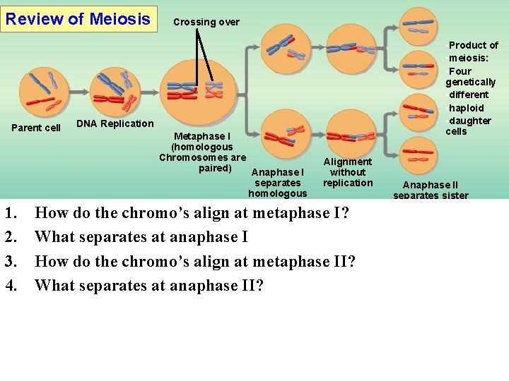 Review of Meiosis Parent cell 1. 2. 3. 4. Crossing over • Product of