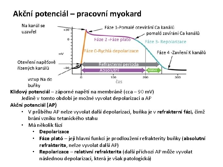 Akční potenciál – pracovní myokard Klidový potenciál – záporné napětí na membráně (cca –