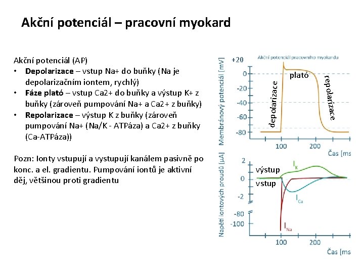 Akční potenciál – pracovní myokard depolarizace plató výstup vstup ce Pozn: Ionty vstupují a