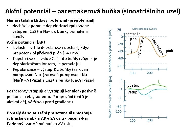 Akční potenciál – pacemakerová buňka (sinoatriálního uzel) rizace depola výstup vstup ace Pomalý depolarizační