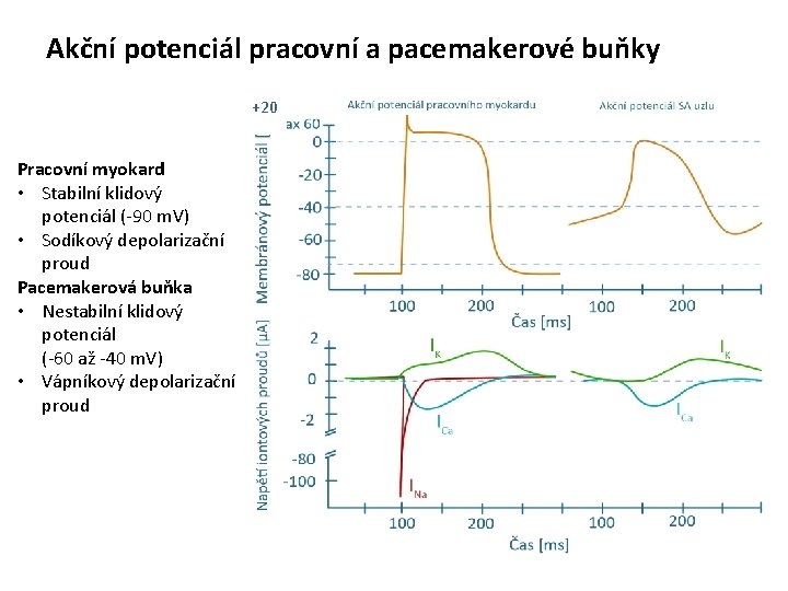 Akční potenciál pracovní a pacemakerové buňky +20 Pracovní myokard • Stabilní klidový potenciál (-90