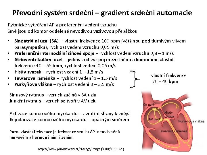 Převodní systém srdeční – gradient srdeční automacie Rytmické vytváření AP a preferenční vedení vzruchu