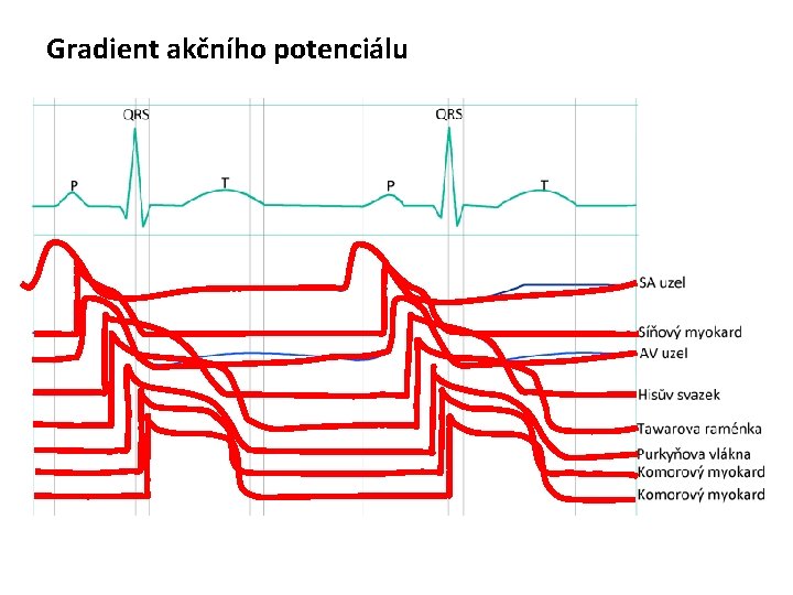 Gradient akčního potenciálu 