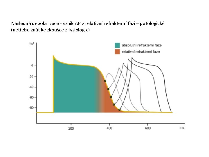 Následná depolarizace - vznik AP v relativní refrakterní fázi – patologické (netřeba znát ke