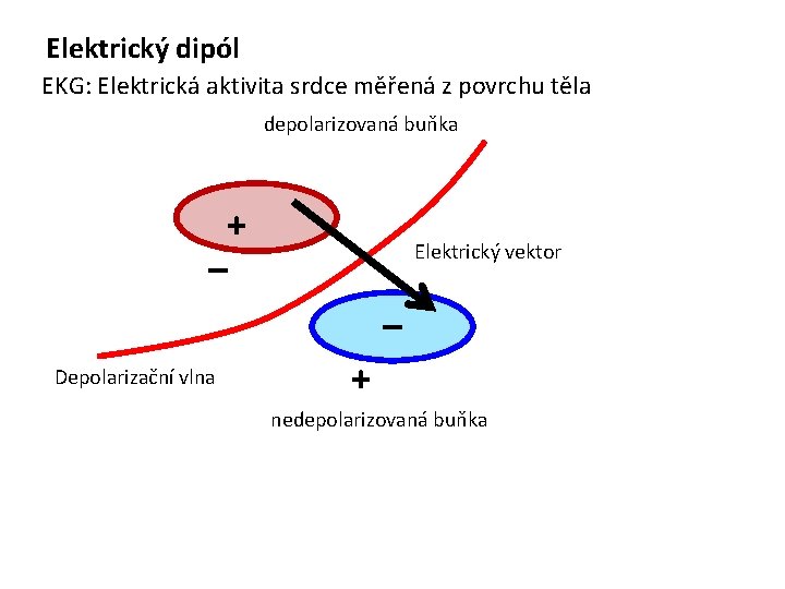 Elektrický dipól EKG: Elektrická aktivita srdce měřená z povrchu těla depolarizovaná buňka + –