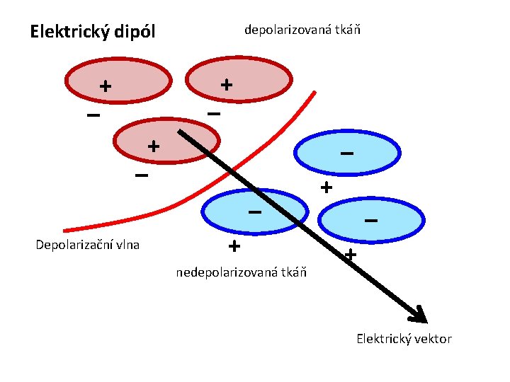 Elektrický dipól + – depolarizovaná tkáň + – – – Depolarizační vlna + nedepolarizovaná