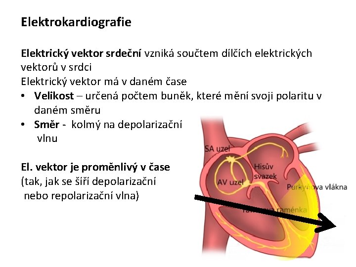 Elektrokardiografie Elektrický vektor srdeční vzniká součtem dílčích elektrických vektorů v srdci Elektrický vektor má