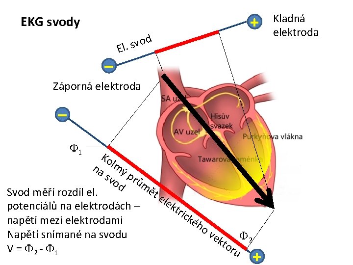 EKG svody – d o v s El. + Záporná elektroda – 1 Ko