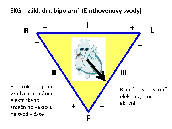 EKG – základní, bipolární (Einthovenovy svody) I – R + – L – II