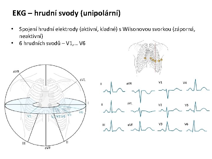 EKG – hrudní svody (unipolární) • Spojení hrudní elektrody (aktivní, kladné) s Wilsonovou svorkou