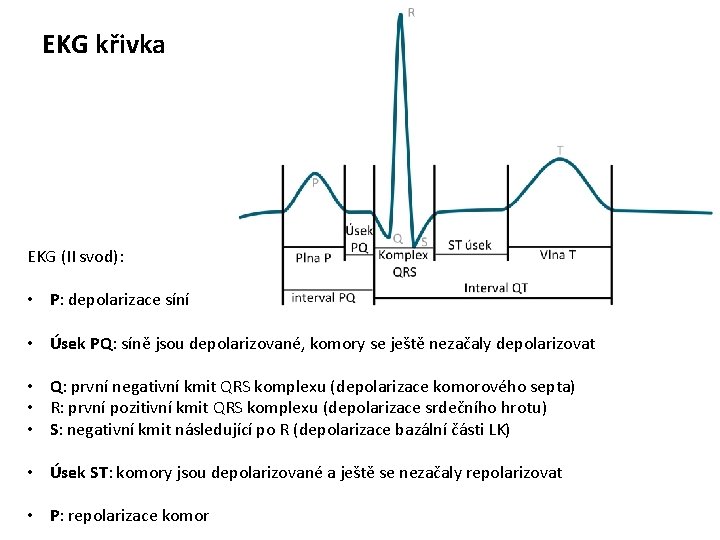 EKG křivka EKG (II svod): • P: depolarizace síní • Úsek PQ: síně jsou