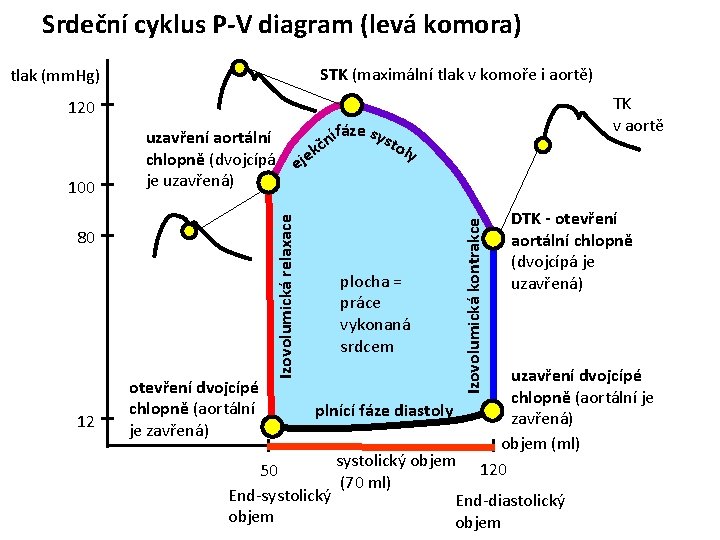 Srdeční cyklus P-V diagram (levá komora) STK (maximální tlak v komoře i aortě) tlak