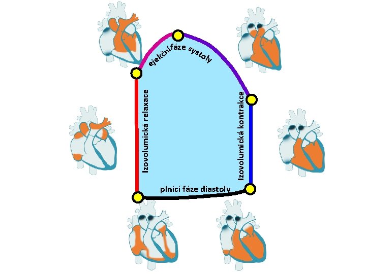 Izovolumická kontrakce Izovolumická relaxace ífáze syst n č o k e j e ly