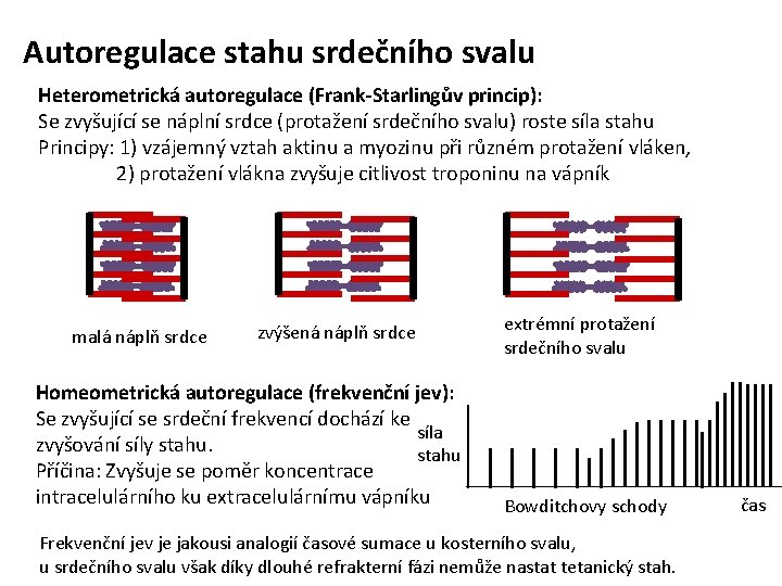 Autoregulace stahu srdečního svalu Heterometrická autoregulace (Frank-Starlingův princip): Se zvyšující se náplní srdce (protažení