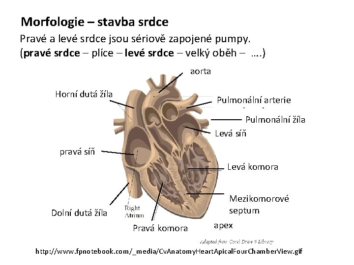 Morfologie – stavba srdce Pravé a levé srdce jsou sériově zapojené pumpy. (pravé srdce