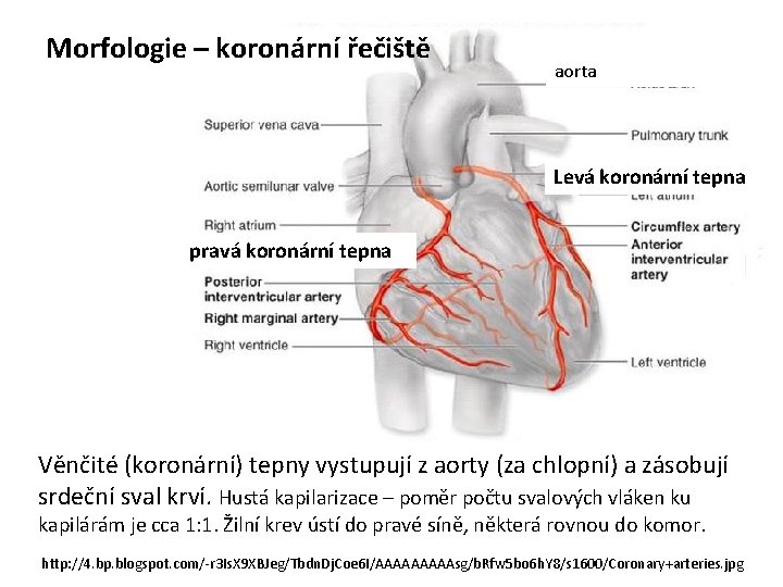 Morfologie – koronární řečiště aorta Levá koronární tepna pravá koronární tepna Věnčité (koronární) tepny