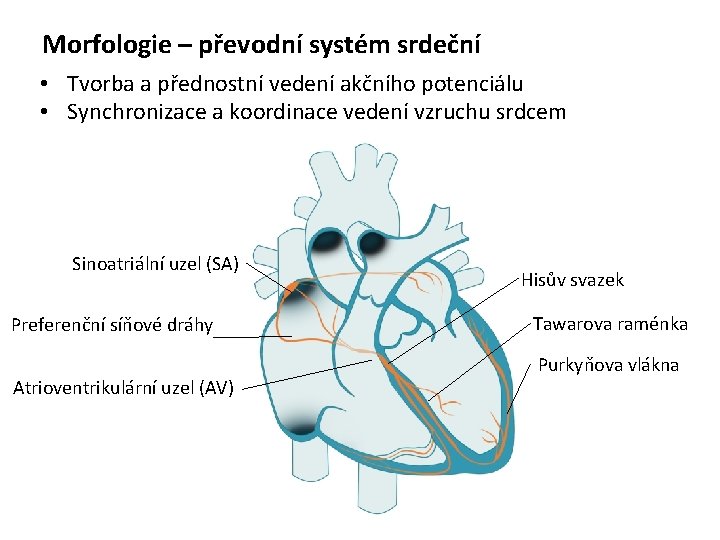 Morfologie – převodní systém srdeční • Tvorba a přednostní vedení akčního potenciálu • Synchronizace