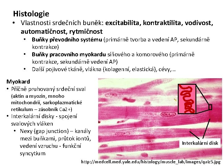 Histologie • Vlastnosti srdečních buněk: excitabilita, kontraktilita, vodivost, automatičnost, rytmičnost • Buňky převodního systému