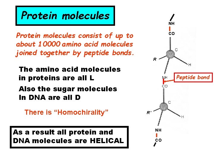 Protein molecules NH Protein molecules consist of up to about 10000 amino acid molecules