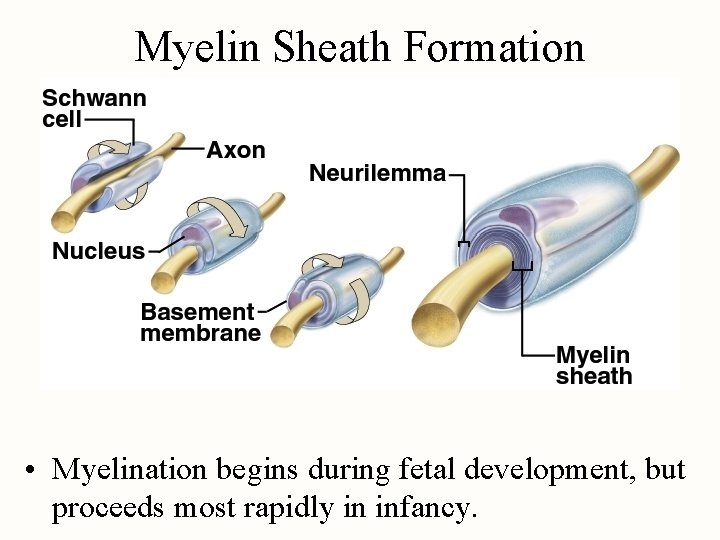 Myelin Sheath Formation • Myelination begins during fetal development, but proceeds most rapidly in