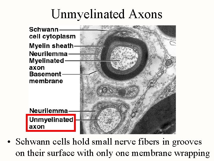 Unmyelinated Axons • Schwann cells hold small nerve fibers in grooves on their surface