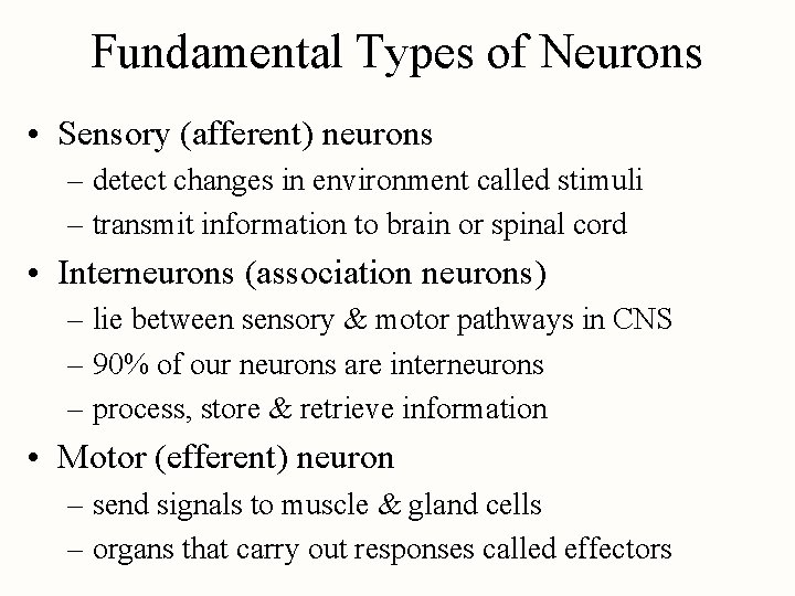 Fundamental Types of Neurons • Sensory (afferent) neurons – detect changes in environment called