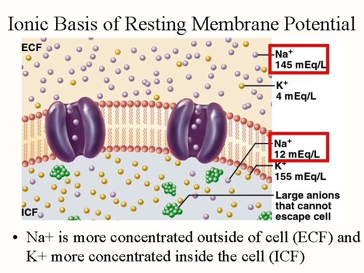 Ionic Basis of Resting Membrane Potential • Na+ is more concentrated outside of cell