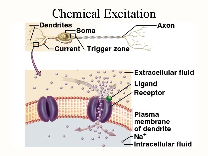 Chemical Excitation 
