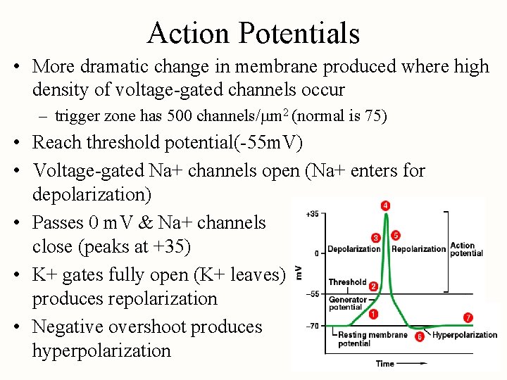 Action Potentials • More dramatic change in membrane produced where high density of voltage-gated