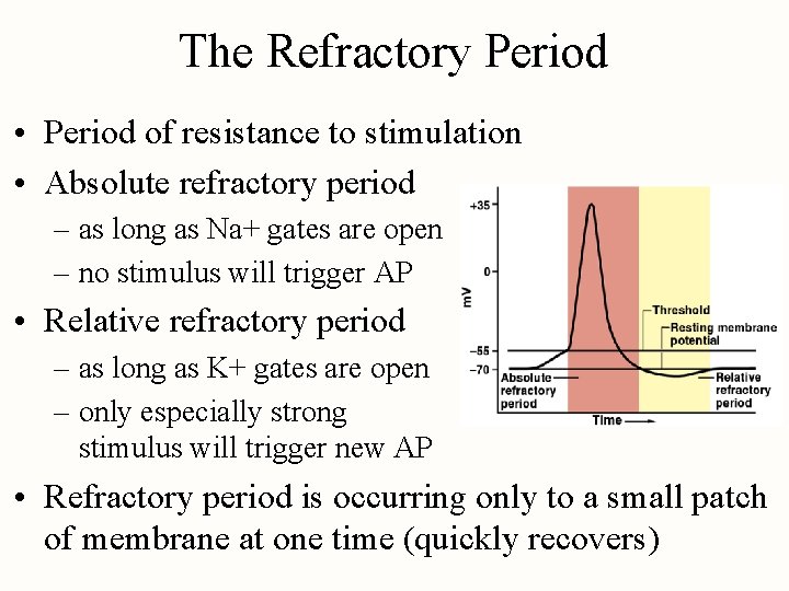 The Refractory Period • Period of resistance to stimulation • Absolute refractory period –