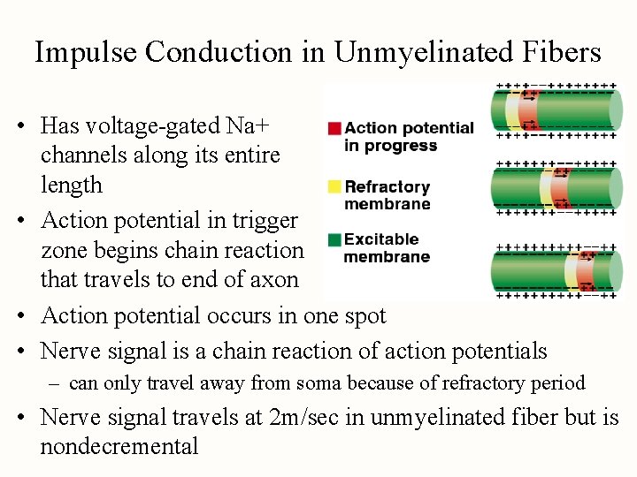 Impulse Conduction in Unmyelinated Fibers • Has voltage-gated Na+ channels along its entire length