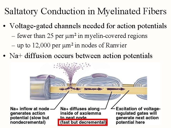 Saltatory Conduction in Myelinated Fibers • Voltage-gated channels needed for action potentials – fewer