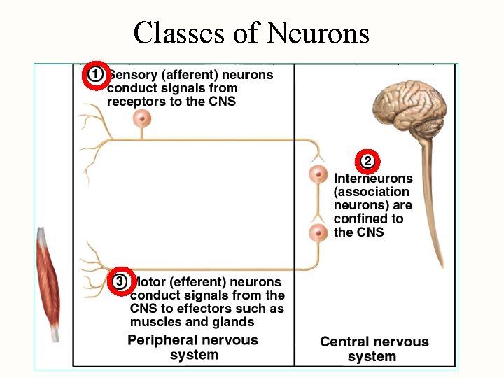 Classes of Neurons 