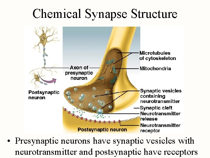 Chemical Synapse Structure • Presynaptic neurons have synaptic vesicles with neurotransmitter and postsynaptic have